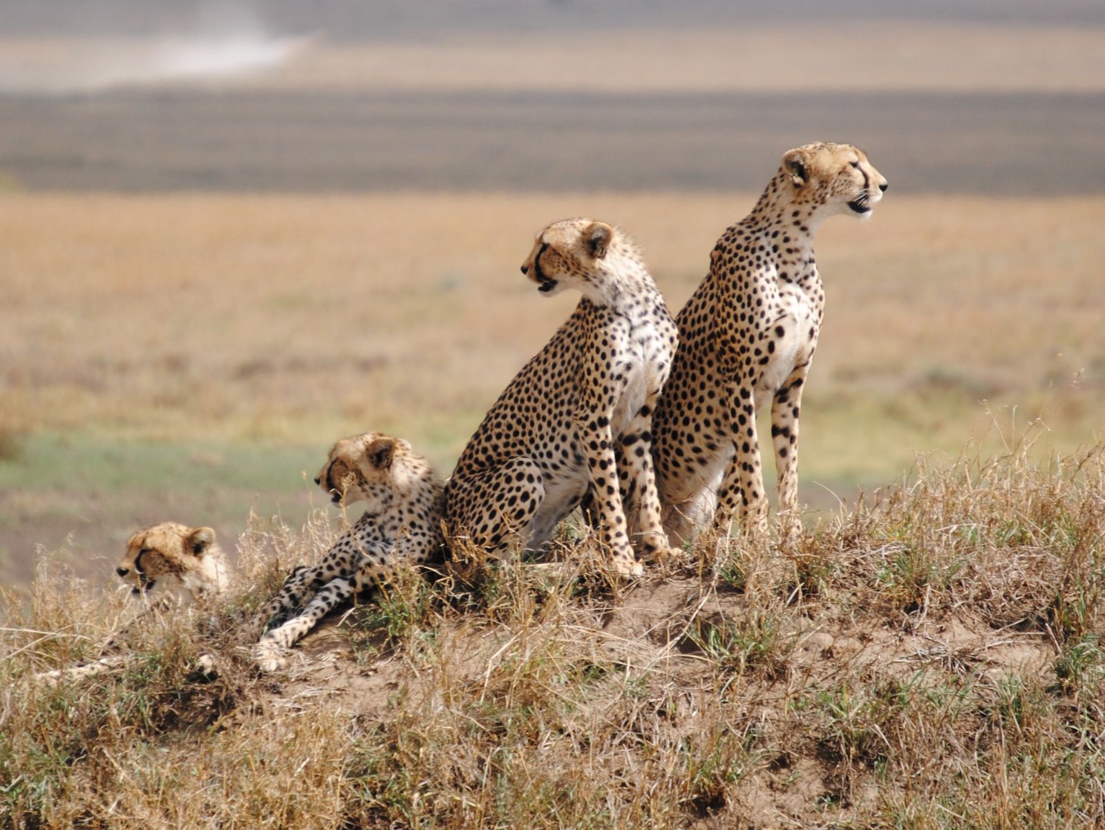 Day-4_Serengeti-National-Park-BANNER