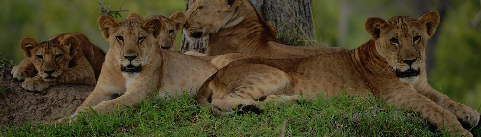 Nyerere-National-park1